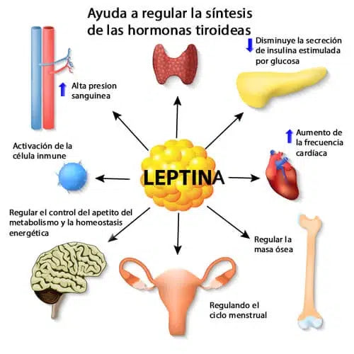 Leptina, Obesidad y Luz Azul: Recupera tu Salud Metabólica